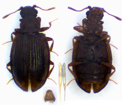 Réf. 352 823 : Latridius gemellatus